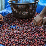 Guatemala Finca La Senda