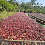 Ethiopia Layo Teraga
